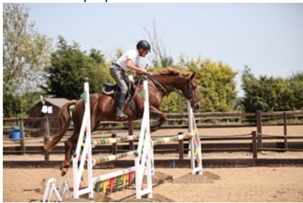 Joints and Mobility keeping Ellie jumping