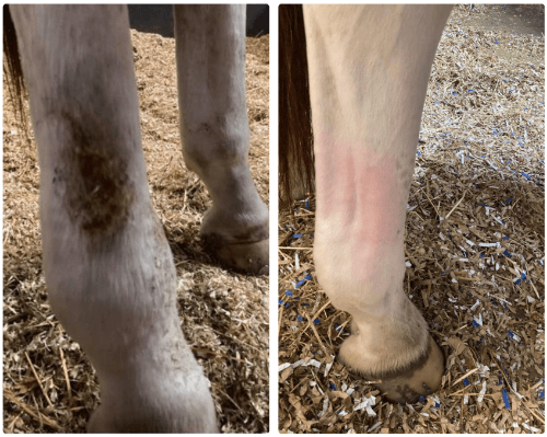 Gino's leg is no longer angry and sore.