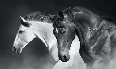 Individual Holistic Health